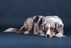 liegender Australian Shepherd