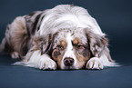 liegender Australian Shepherd