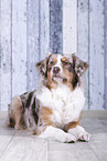 liegender Australian Shepherd