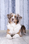 liegender Australian Shepherd