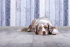 liegender Australian Shepherd