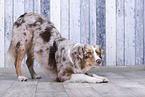 Australian Shepherd fordert zum Spiel auf