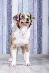 stehender Australian Shepherd