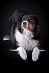 liegender Australian Shepherd