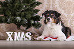 liegender Australian Shepherd