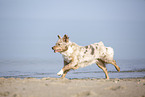 Australian Shepherd rennt am Strand
