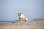 Australian Shepherd rennt am Strand
