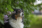 Australian Shepherd Portrait