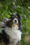 Australian Shepherd Portrait