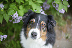 Australian Shepherd Portrait