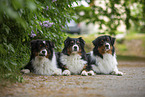 Australian Shepherds