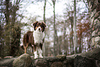 stehender Australian Shepherd