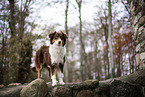 stehender Australian Shepherd