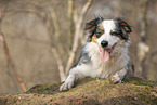 liegender Australian Shepherd