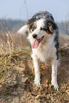 Australian Shepherd