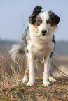 stehender Australian Shepherd