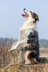 sitzender Australian Shepherd