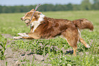 rennender Australian Shepherd