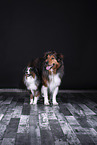 Australian Shepherd mit Mischling
