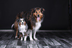 Australian Shepherd mit Mischling