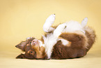 Australian Shepherd wlzt sich