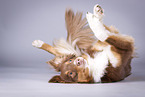 Australian Shepherd wlzt sich