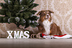 liegender Australian Shepherd