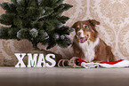 liegender Australian Shepherd