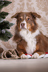 liegender Australian Shepherd