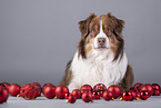 liegender Australian Shepherd
