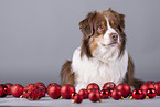 liegender Australian Shepherd