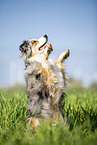 sitzender Australian Shepherd