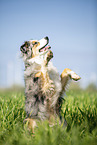sitzender Australian Shepherd