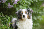 Australian Shepherd Portrait