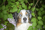 Australian Shepherd Portrait