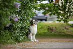 sitzender Australian Shepherd