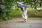 rennender Australian Shepherd