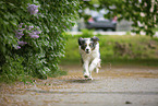rennender Australian Shepherd