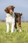 stehender Australian Shepherd