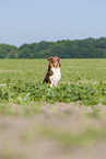 Australian Shepherd