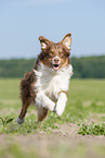 rennender Australian Shepherd