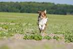 rennender Australian Shepherd