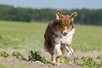 rennender Australian Shepherd
