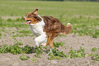 rennender Australian Shepherd