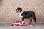 stehender Australian Shepherd