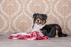 liegender Australian Shepherd