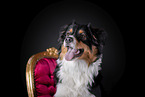 Australian Shepherd Portrait