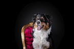 Australian Shepherd Portrait