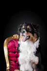 Australian Shepherd Portrait