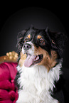 Australian Shepherd Portrait